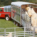 Southam-website design